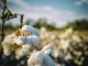Rozdíly konvenční a bio bavlny