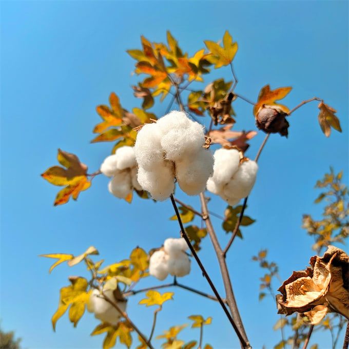 Bio bavlna